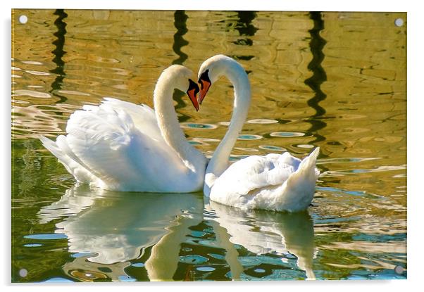  Swan Love Acrylic by David Martin