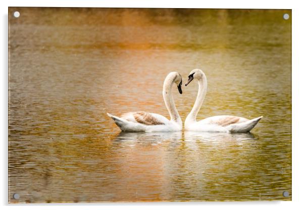 Swan love Acrylic by David Martin