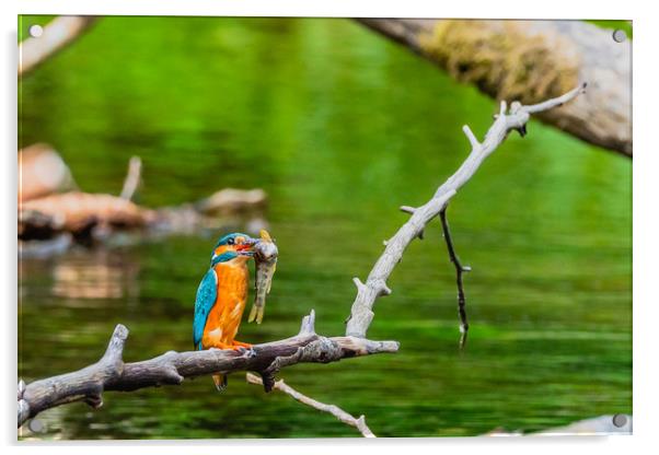 Kingfisher  Acrylic by David Martin