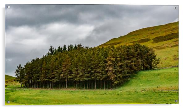 Small forest Scotland Acrylic by David Martin