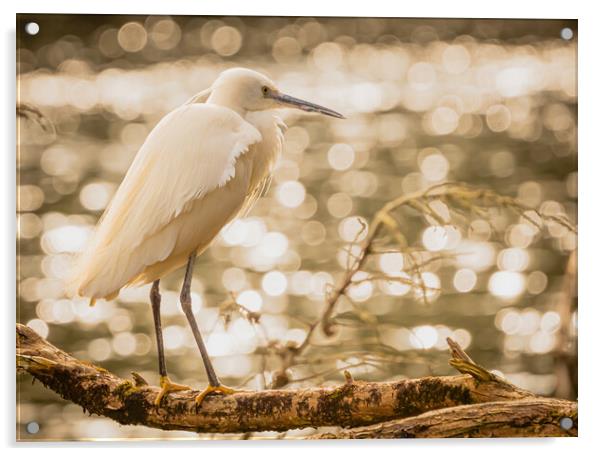 Little Egret 1 Acrylic by David Martin