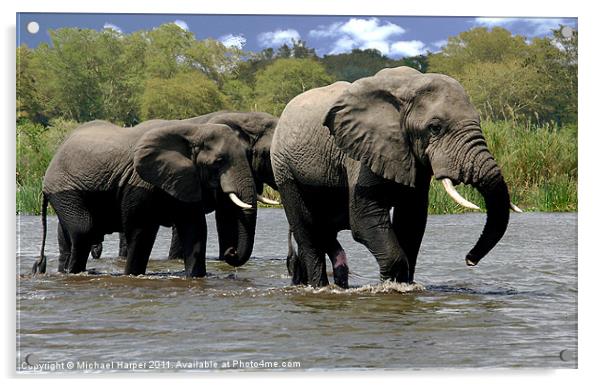 Malawi Elephants Acrylic by Michael Harper