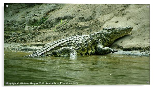 Sleeping Crocodile Acrylic by Michael Harper