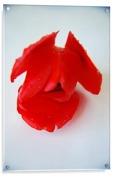 Red Rose PD Acrylic by Pratik Darji