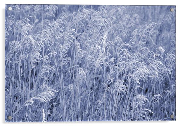 Blue and White Grass Acrylic by Larry Stolle