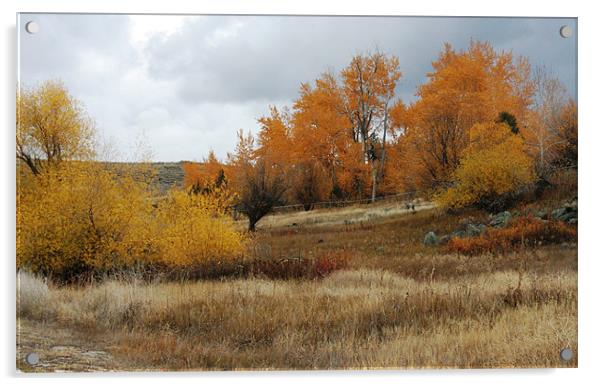 Fall in Montana Acrylic by Larry Stolle