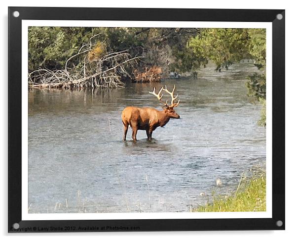 Elk In The Water Acrylic by Larry Stolle