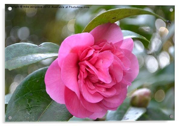 Camelia In Bloom Acrylic by mike wingrove