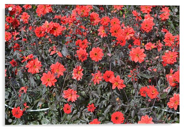 Flower wall Acrylic by mike wingrove