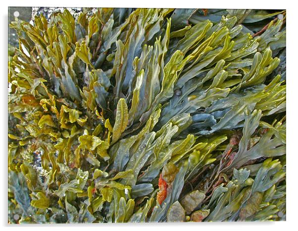Kelp on a Rock Acrylic by Mark Sellers
