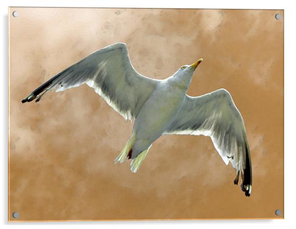 Seagull in Flight (1) Acrylic by Mark Sellers