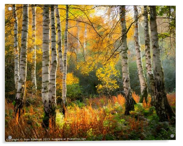 Silver Birch woodland Acrylic by Sean Foreman