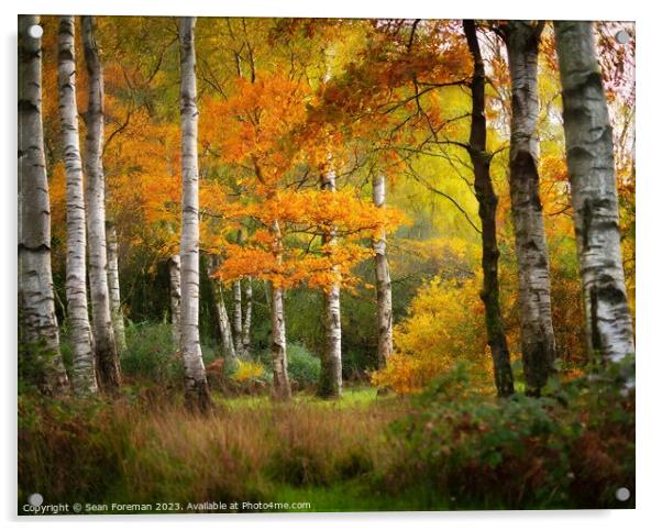 Silver birch autumn Acrylic by Sean Foreman