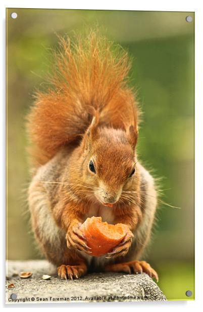 Red Squirrel Acrylic by Sean Foreman