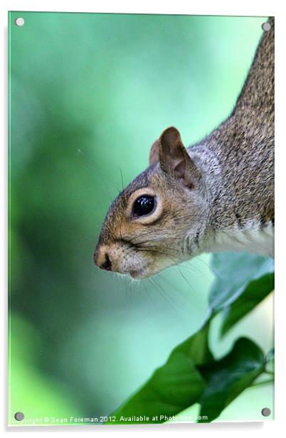 Inquisitive Squirrel 2 Acrylic by Sean Foreman