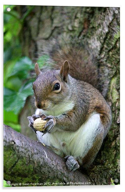 Grey Squirrel Acrylic by Sean Foreman