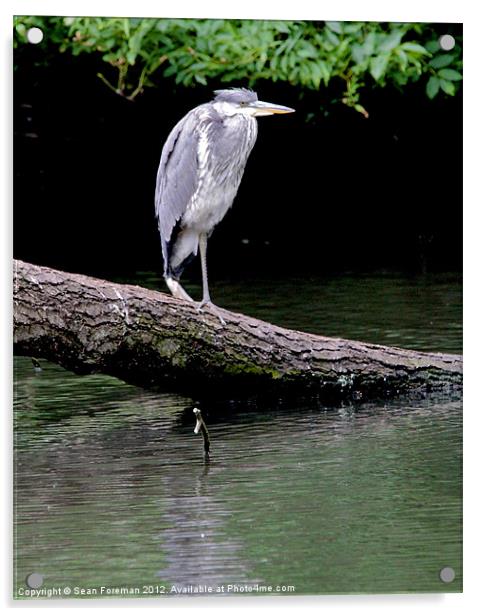 Grey Heron Fishing Acrylic by Sean Foreman