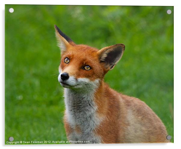 Red Fox (Vulpes Vulpes) Acrylic by Sean Foreman