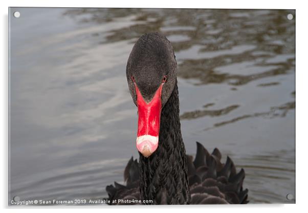 Black Swan Acrylic by Sean Foreman