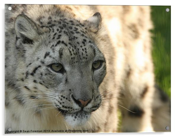 Enchanting Snow Leopard Acrylic by Sean Foreman