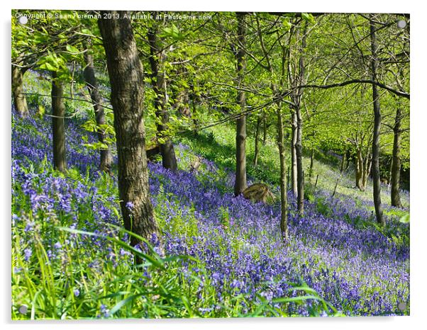 Bluebell Woods Acrylic by Sean Foreman