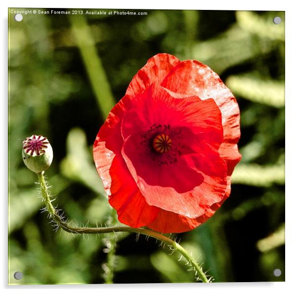Red Poppy Acrylic by Sean Foreman
