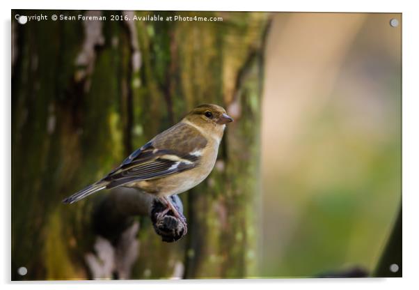 Delicate Female Chaffinch Acrylic by Sean Foreman