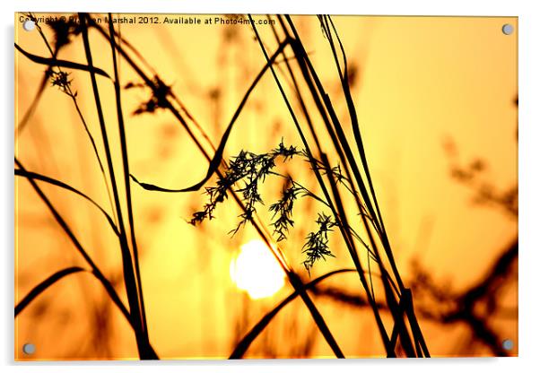 Golden Sunset Acrylic by Praveen Marshal