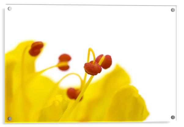 Four OClock Flower Acrylic by Praveen Marshal
