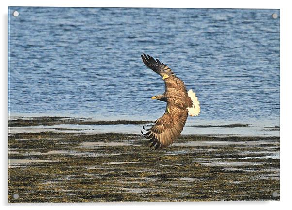White Tailed Eagle, Mull Acrylic by Karen Roscoe