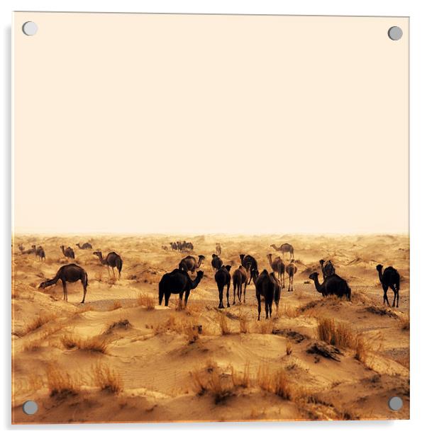 camels Acrylic by david harding