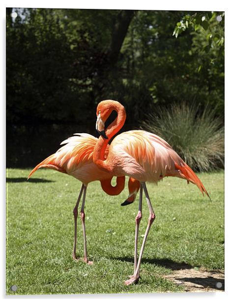 flamingos Acrylic by david harding