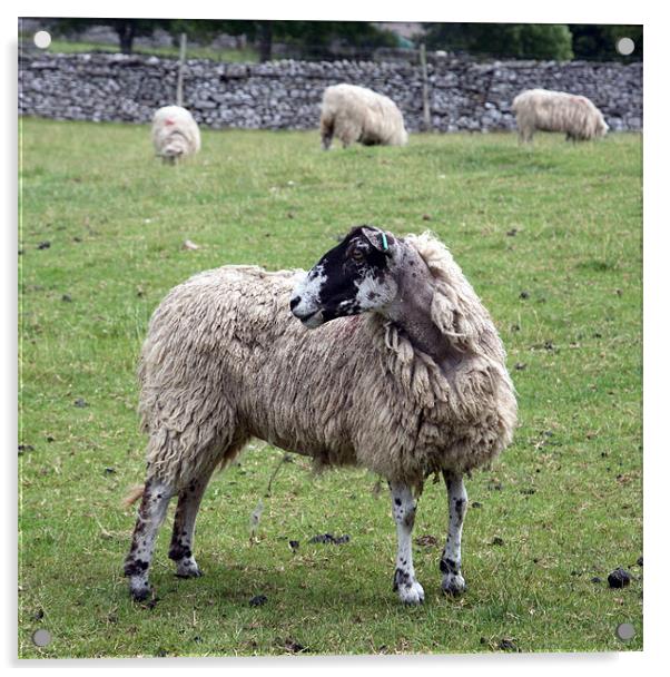 sheep Acrylic by david harding