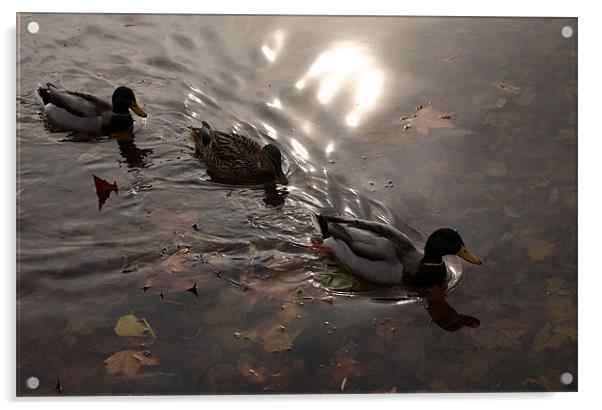 Ducks Acrylic by david harding