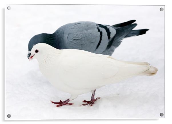 pigeon & dove Acrylic by david harding