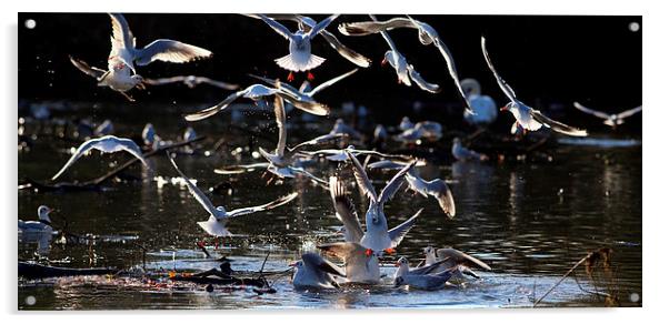 birds on lake Acrylic by david harding