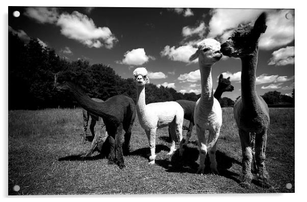  Alpacas  Acrylic by david harding