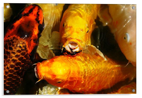  Koi Carp swimming in pond Acrylic by david harding