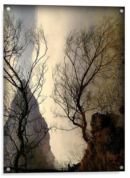 Upturned Trees Acrylic by Laura McGlinn Photog