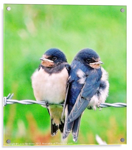 A Swallows Tale Acrylic by Laura McGlinn Photog