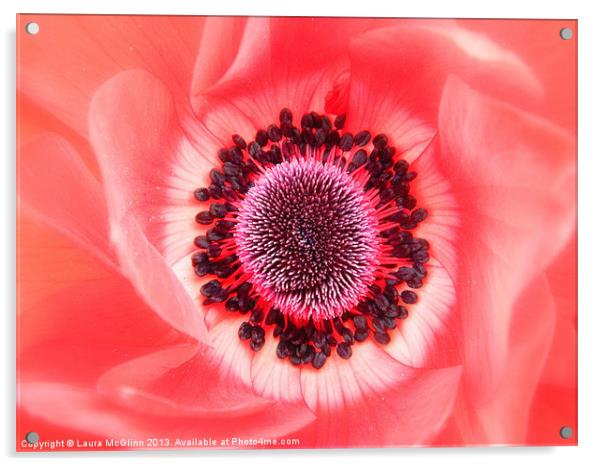 Anemone Deverlish Acrylic by Laura McGlinn Photog