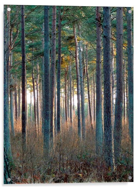 Tentsmuir Pine Acrylic by Laura McGlinn Photog