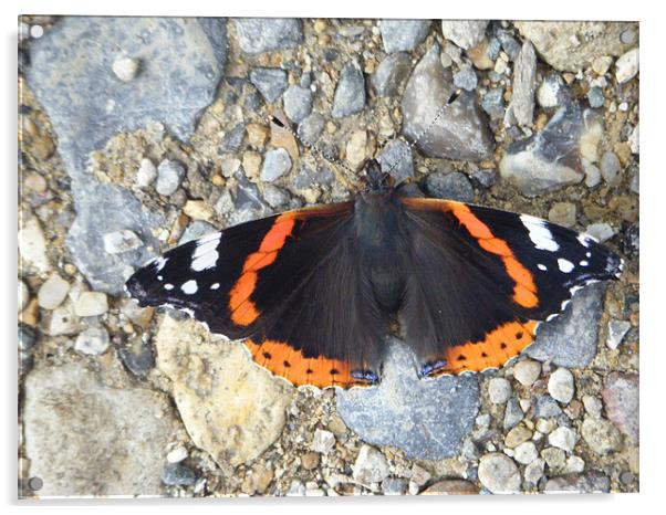 Red Admiral Acrylic by Dane Lenander
