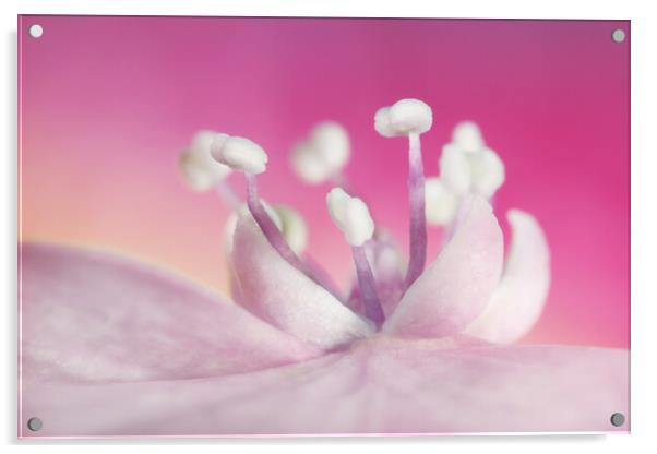 Pretty in Pink Hydrangea Acrylic by Sharon Johnstone