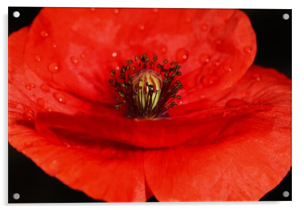 Poppy Red Acrylic by Sharon Johnstone