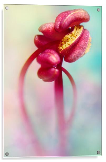 Geranium Swirls Acrylic by Sharon Johnstone