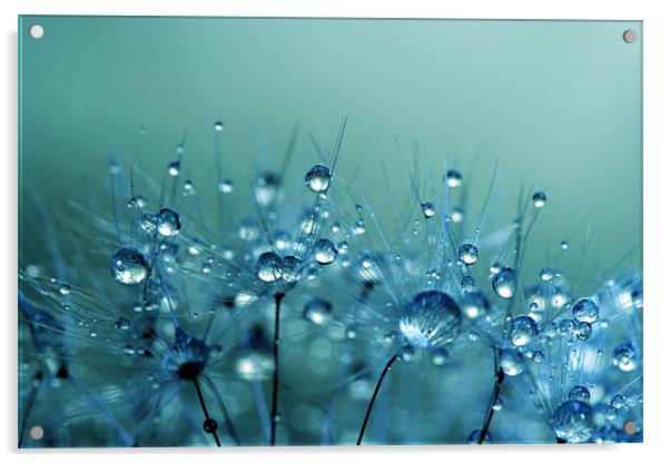 Blue Shower Acrylic by Sharon Johnstone