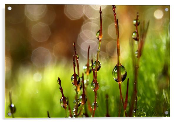 Moss Sparkles Acrylic by Sharon Johnstone