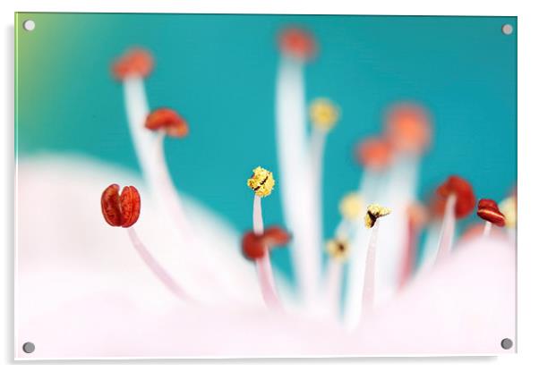  Cherry Blossom Acrylic by Sharon Johnstone