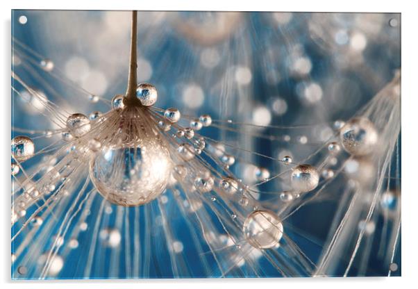  Dandelion Blue Sparkling Drops Acrylic by Sharon Johnstone